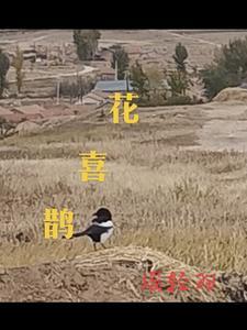 豫剧花喜鹊剧情介绍
